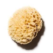 Sea Sponge